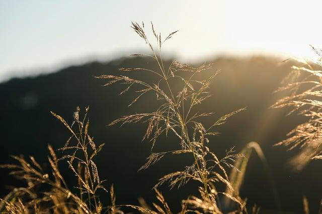 Pošta Horní Suchá: Co Nabízí Vaše Pošta?