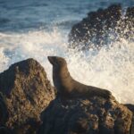 PPL Parcelshop Kolín: Snadné a Rychlé Doručení Balíků