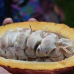 Nová Ves pod Pleší PSČ: Jak Najít a Využít Lokální Poštovní Služby