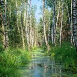 PSČ Březí: Vše, Co Potřebujete Vědět o Poštovních Službách