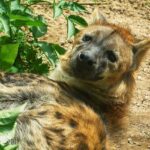 PSČ Králův Dvůr: Jak správně použít PSČ pro vaši poštu