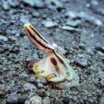 PSČ Modřice: Jak správně zadat PSČ pro rychlé doručení